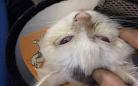 猫小白微博